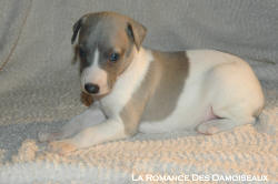 CHIOT WHIPPET