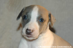 CHIOT WHIPPET