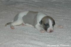 Port�e de chiots Whippet de la romance des Damoiseaux