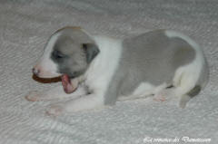 Port�e de chiots Whippet de la romance des Damoiseaux