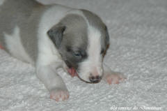 Port�e de chiots Whippet de la romance des Damoiseaux