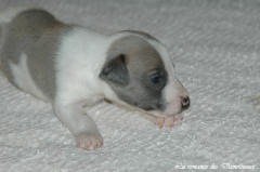 Port�e de chiots Whippet de la romance des Damoiseaux