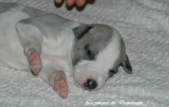 Port�e de chiots Whippet de la romance des Damoiseaux