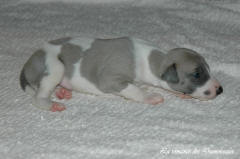 Port�e de chiots Whippet de la romance des Damoiseaux