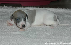 Port�e de chiots Whippet de la romance des Damoiseaux
