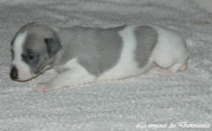 Port�e de chiots Whippet de la romance des Damoiseaux
