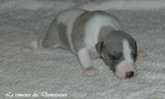 Port�e de chiots Whippet de la romance des Damoiseaux