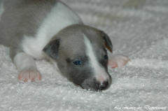 Port�e de chiots Whippet de la romance des Damoiseaux