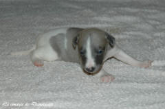 Port�e de chiots Whippet de la romance des Damoiseaux