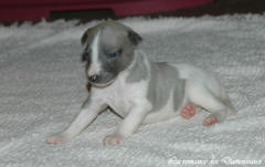 Port�e de chiots Whippet de la romance des Damoiseaux