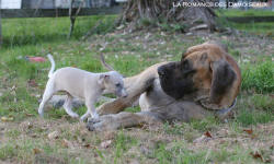 Chiot Whippet et Dogue Alemand
