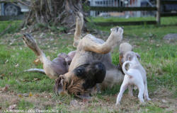 Chiot Whippet et Dogue Alemand