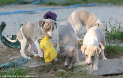 Chiots Whippet et jouet peluche