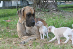 Chiot Whippet et Dogue Alemand