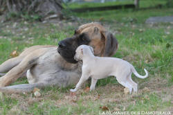 Chiot Whippet et Dogue Alemand