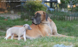 Chiot Whippet et Dogue Alemand