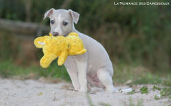 Chiot Whippet et jouet peluche