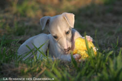 Chiot Whippet et jouet peluche