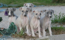Porte de Chiots Whippet
