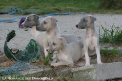 Porte de Chiots Whippet