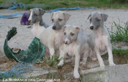 Porte de Chiots Whippet