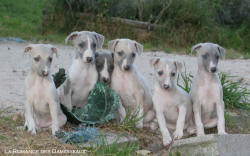 Porte de Chiots Whippet