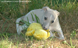 Chiot Whippet et jouet peluche
