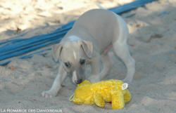 Chiot Whippet et jouet peluche