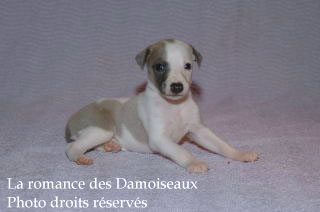 Chiot Whippet bicolore Disponible