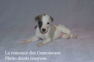 Chiot Whippet bicolore Disponible