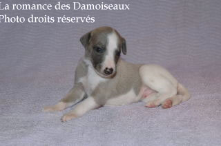 Chiot Whippet bicolore bleuté Disponible