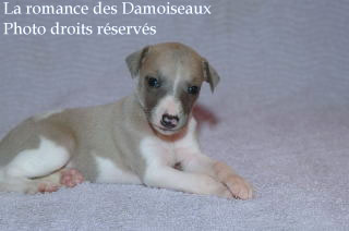 Chiot Whippet bicolore Disponible