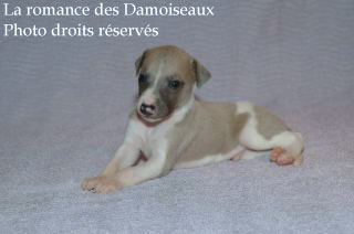 Chiot Whippet bicolore Disponible