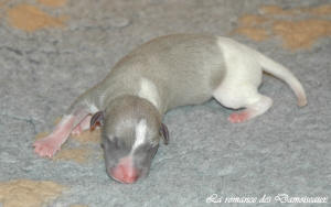 Portée de chiots Whippet de la romance des Damoiseaux