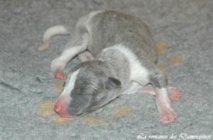 Portée de chiots Whippet de la romance des Damoiseaux