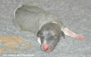Portée de chiots Whippet de la romance des Damoiseaux