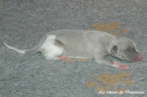 Portée de chiots Whippet de la romance des Damoiseaux