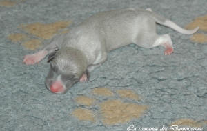 Portée de chiots Whippet de la romance des Damoiseaux