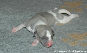Portée de chiots Whippet de la romance des Damoiseaux