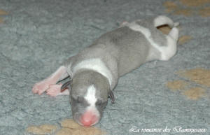 Portée de chiots Whippet de la romance des Damoiseaux
