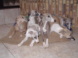 meute de lvrier Whippets