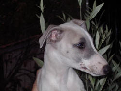 chiot Whippet de la romance des Damoiseaux