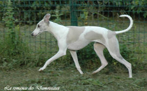 chienne reproductrice Whippet de la romance des Damoiseaux