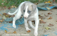 Photo Chiot whippet issu de l'levage de la Romance des Damoiseaux