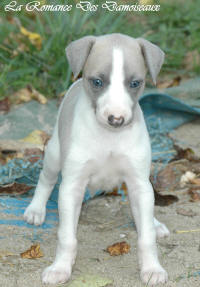 Photo Chiot whippet issu de l'levage de la Romance des Damoiseaux