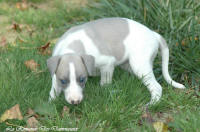 Photo Chiot whippet issu de l'levage de la Romance des Damoiseaux