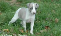 Photo Chiot whippet issu de l'levage de la Romance des Damoiseaux