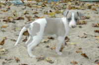 Photo Chiot whippet issu de l'levage de la Romance des Damoiseaux