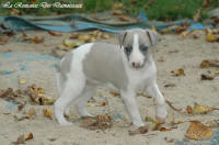 Photo Chiot whippet issu de l'levage de la Romance des Damoiseaux