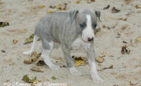 Photo Chiot whippet issu de l'élevage de la Romance des Damoiseaux